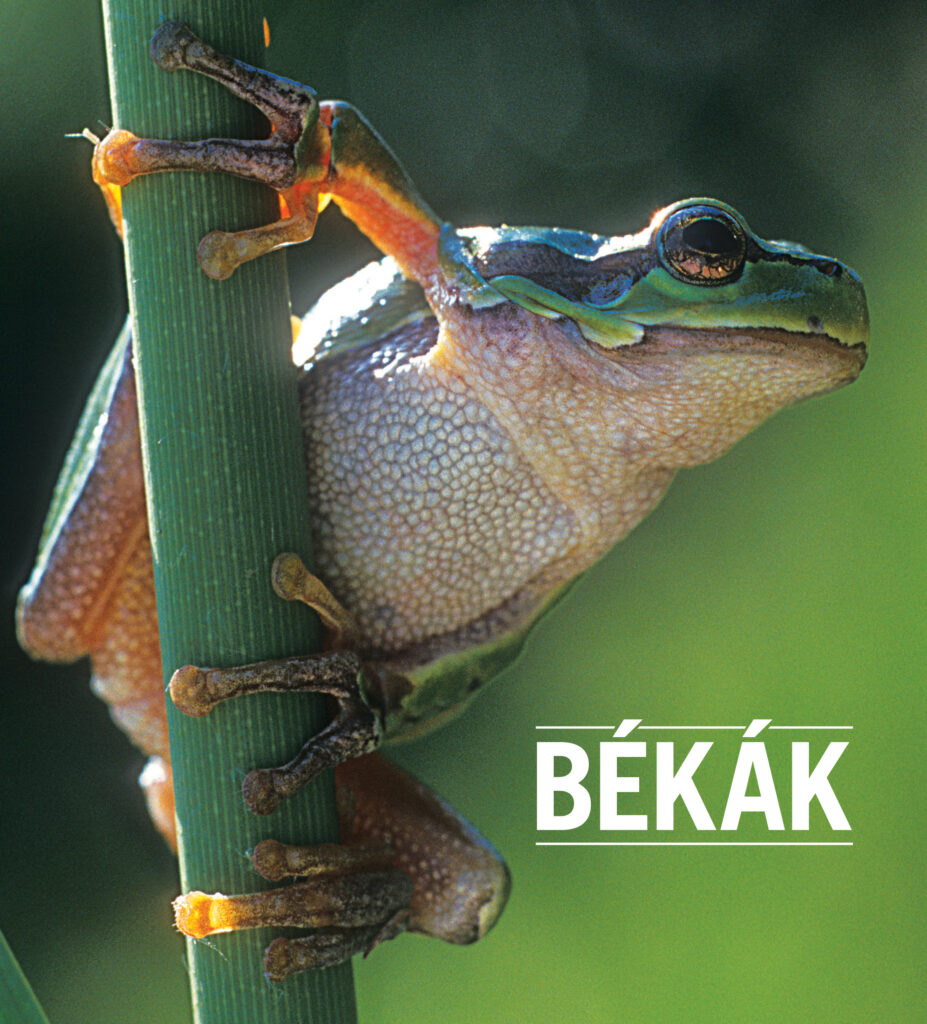 Békákhoz kapcsolódó interaktív élmények