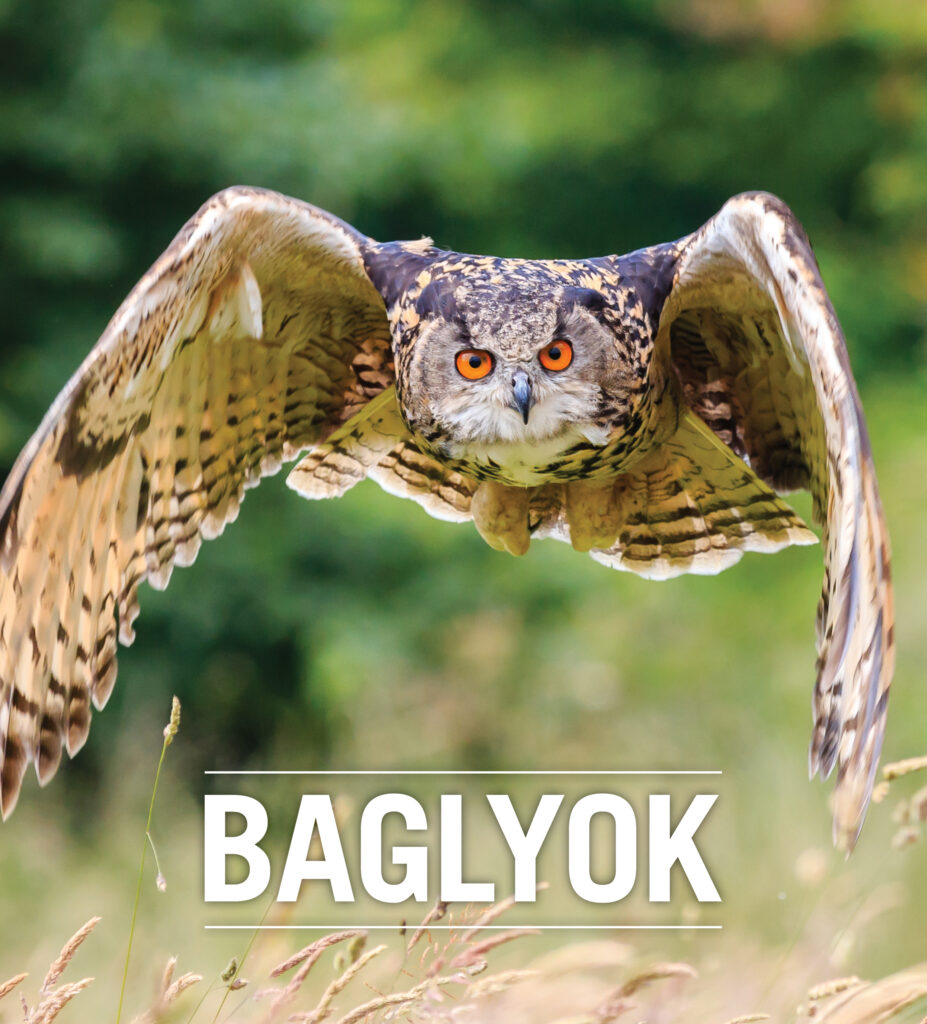Baglyok az oktatási programok hangulatában
