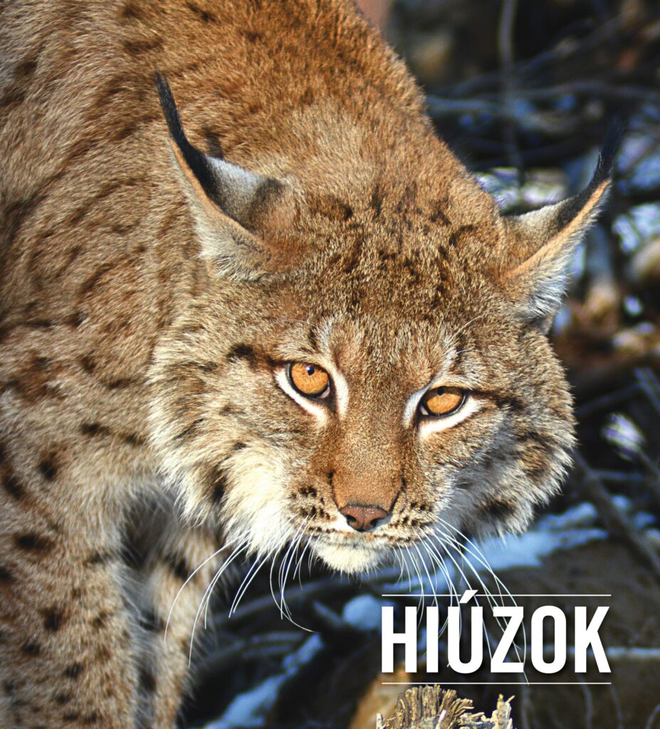 Hiúzok és családi látogatások hangulata