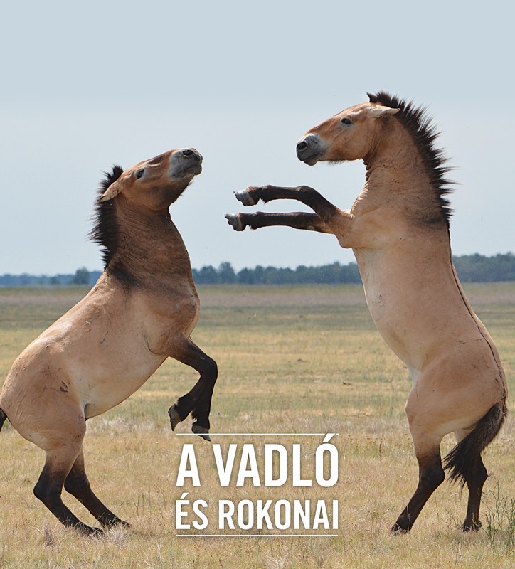 A vadló és rokonai a történelmi állatkerti környezetben