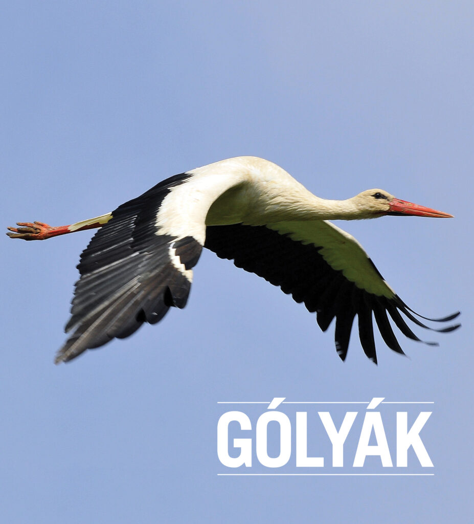 Gólyák az állatkerti bemutatók világából