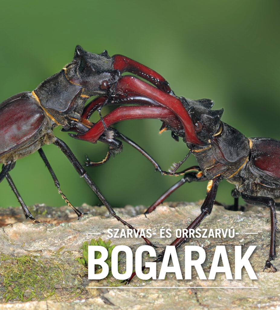Szarvas- és orrszarvúbogarak az oktatási és természetvédelmi szemléletben
