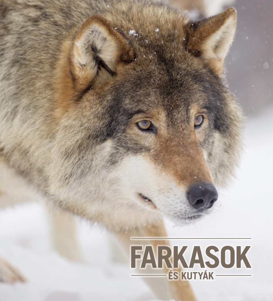 Farkasok és kutyák az állatkert különleges fajai között